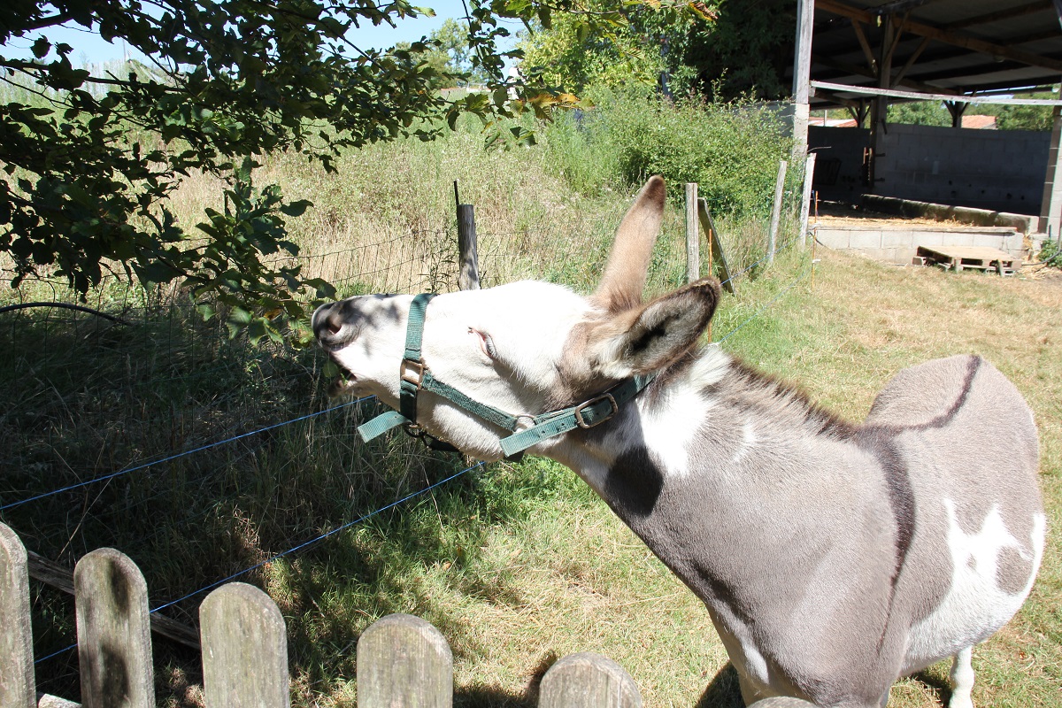 petit camping à la ferme vendée